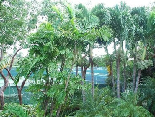 Tennis Courts Tennis Courts